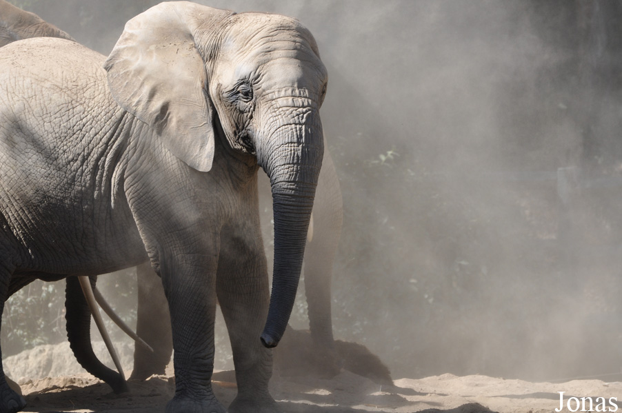 Loxodonta africana