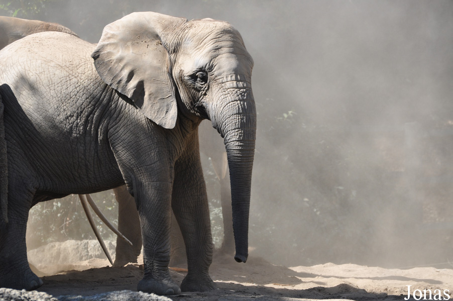 Loxodonta africana