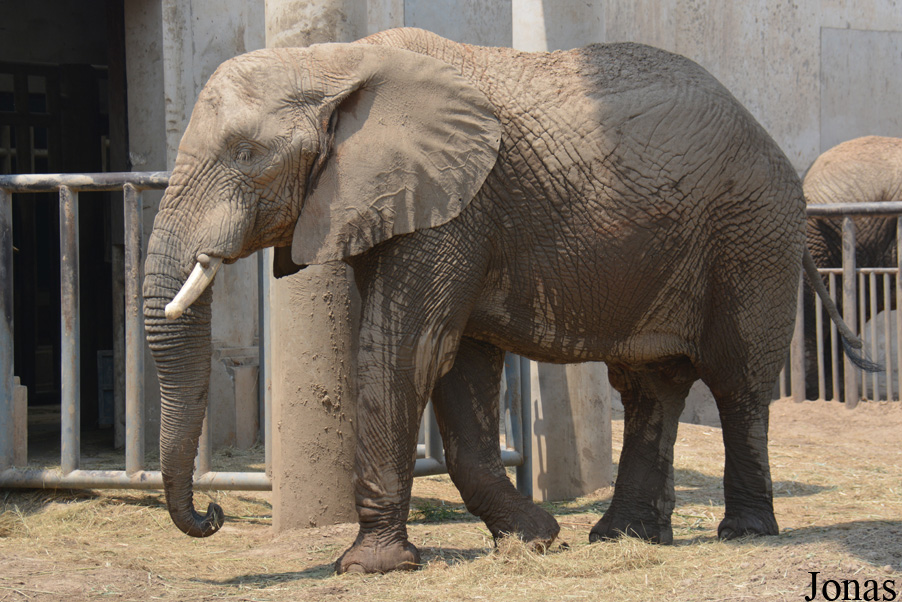 Loxodonta africana