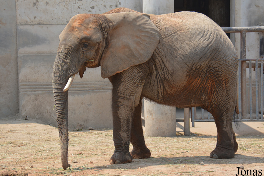 Loxodonta africana