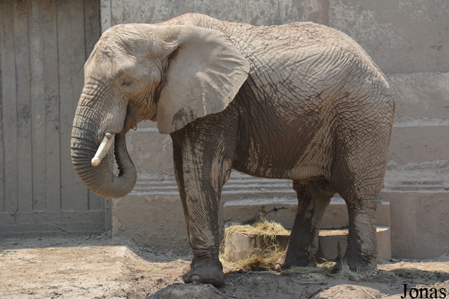 Loxodonta africana