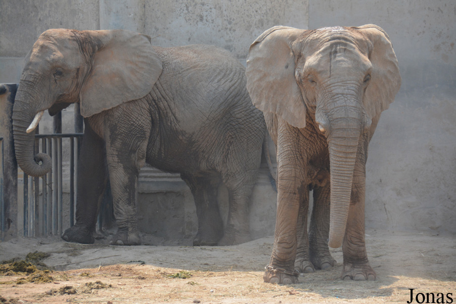 Loxodonta africana