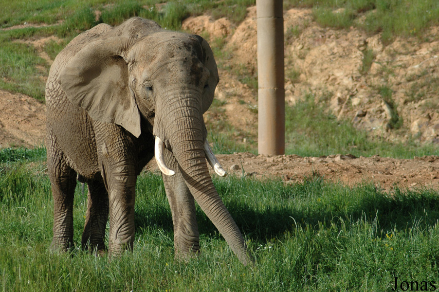 Loxodonta africana