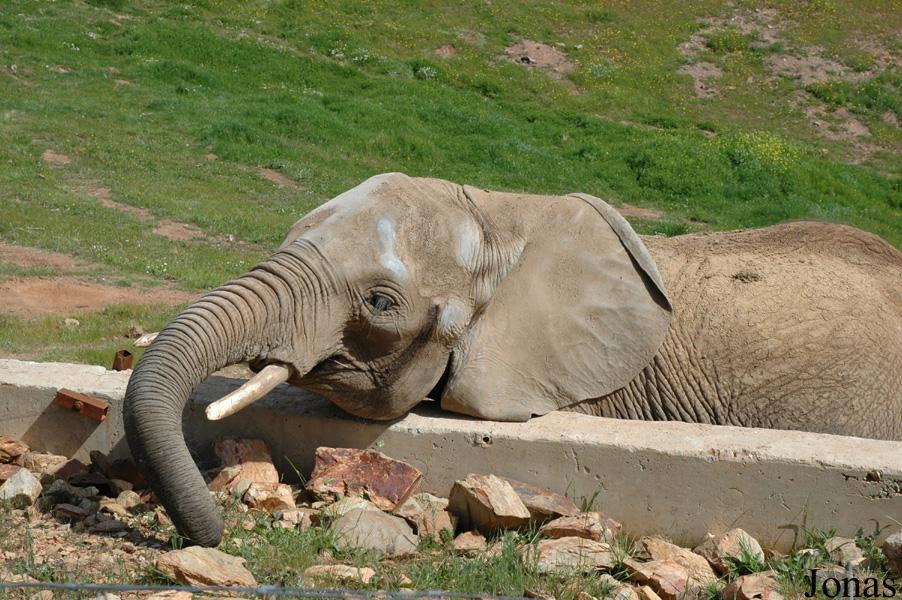 Loxodonta africana