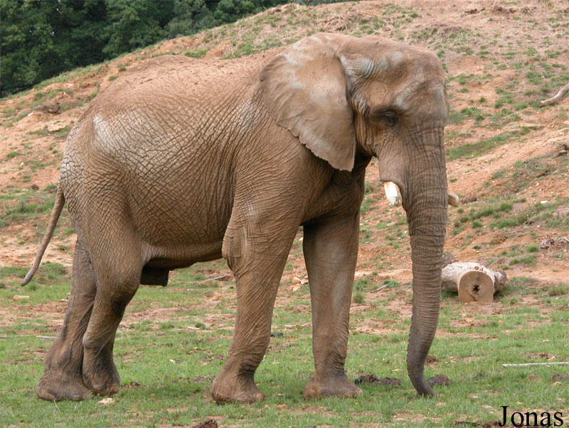 Loxodonta africana