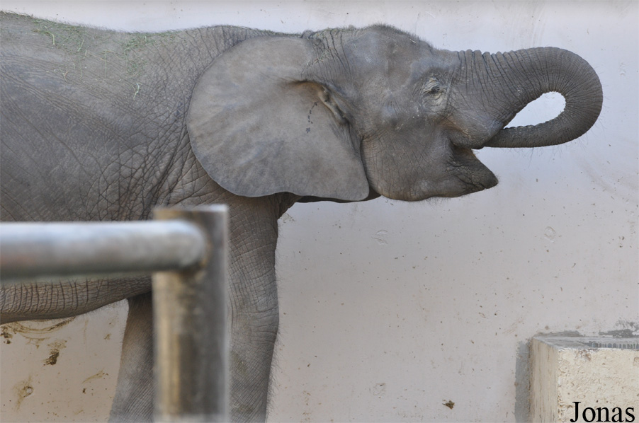 Loxodonta africana