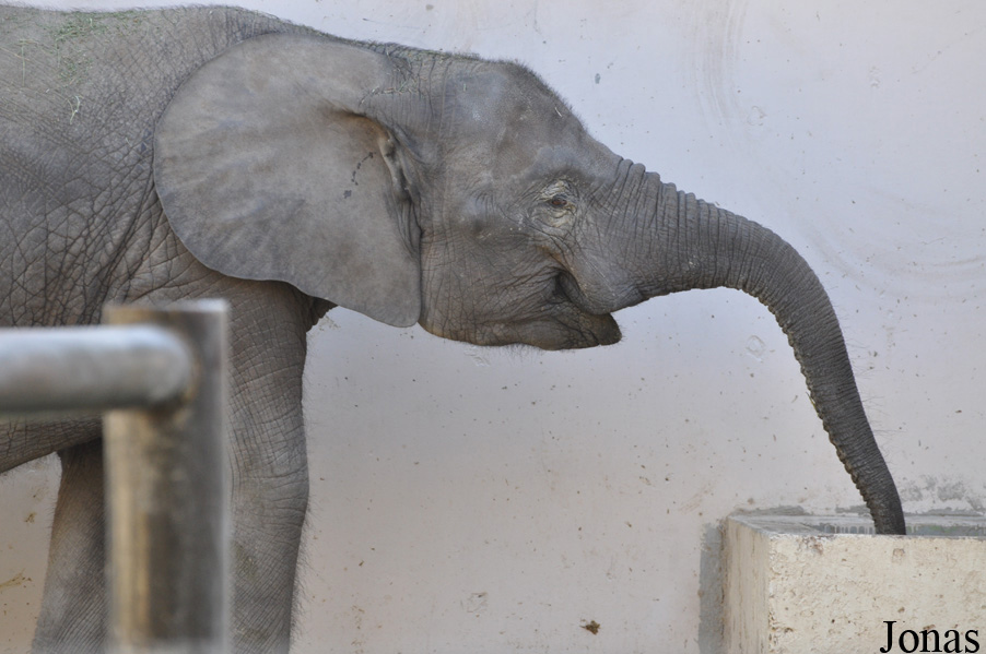 Loxodonta africana