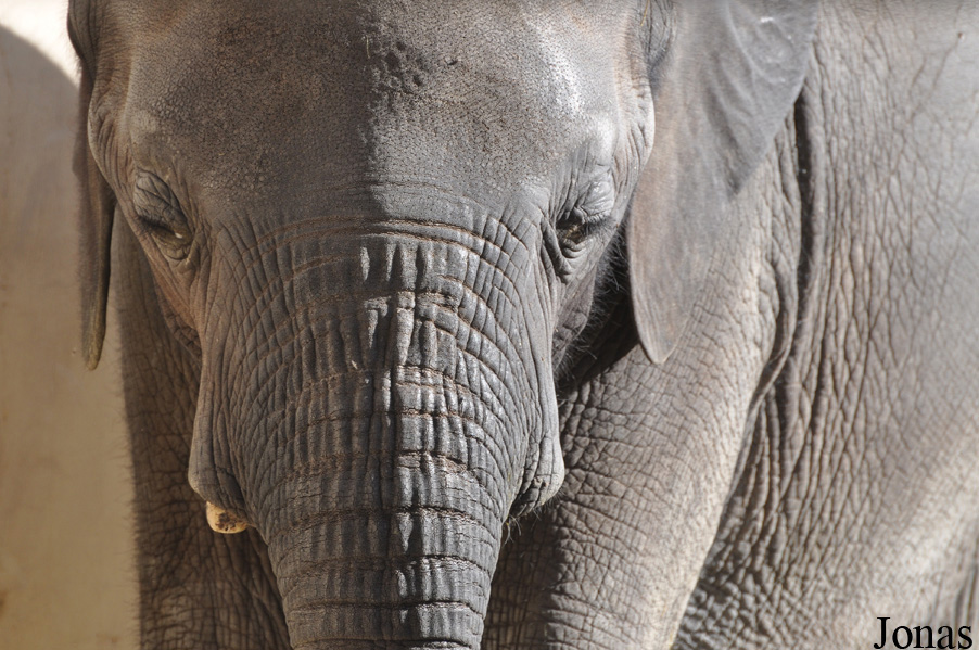 Loxodonta africana