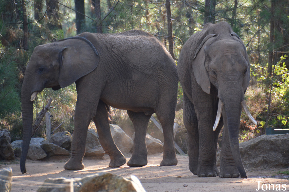 Loxodonta africana