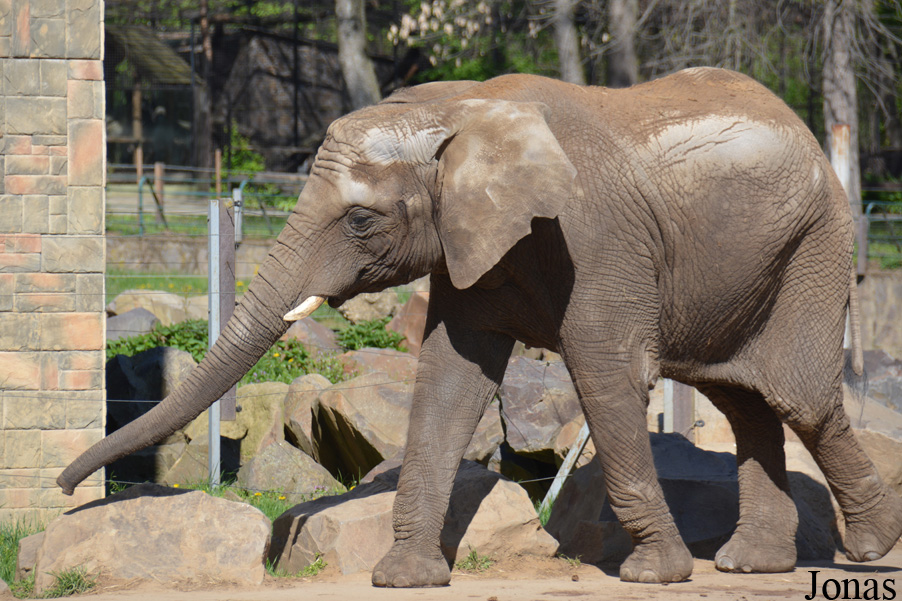 Loxodonta africana