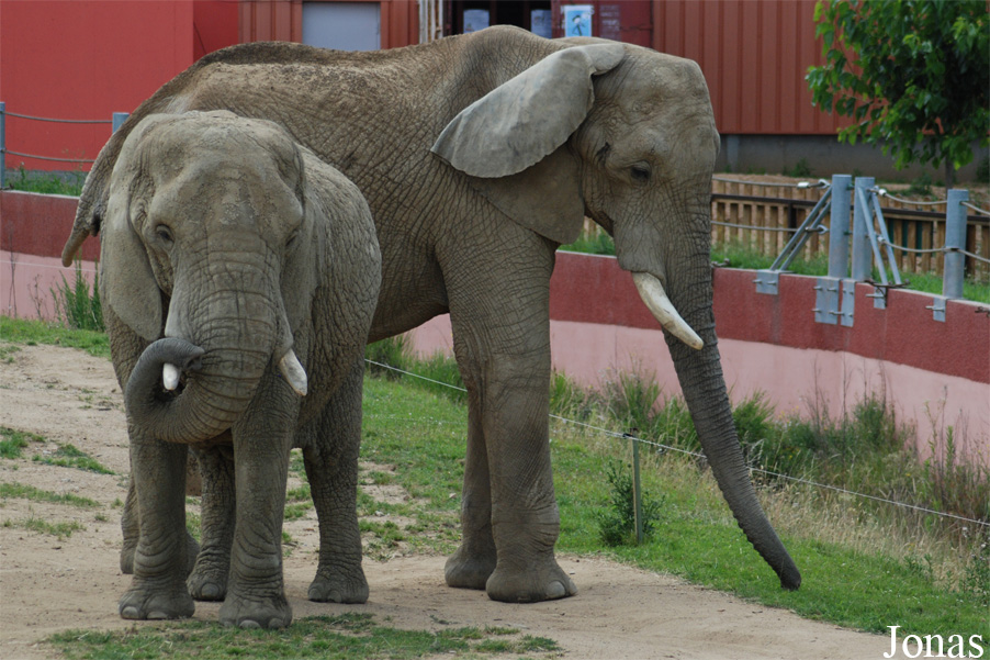Loxodonta africana
