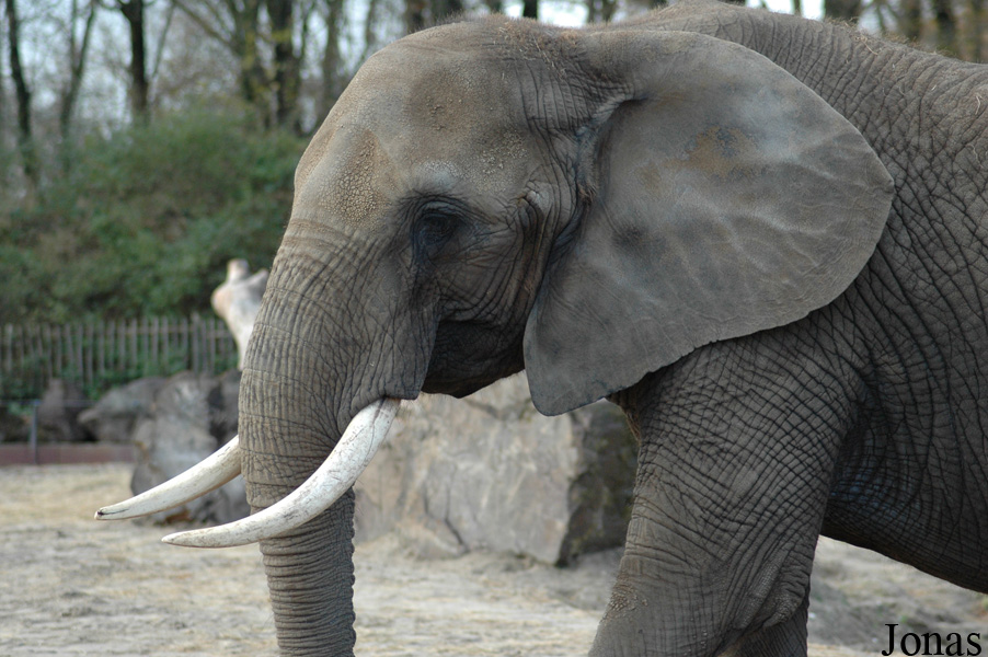 Loxodonta africana