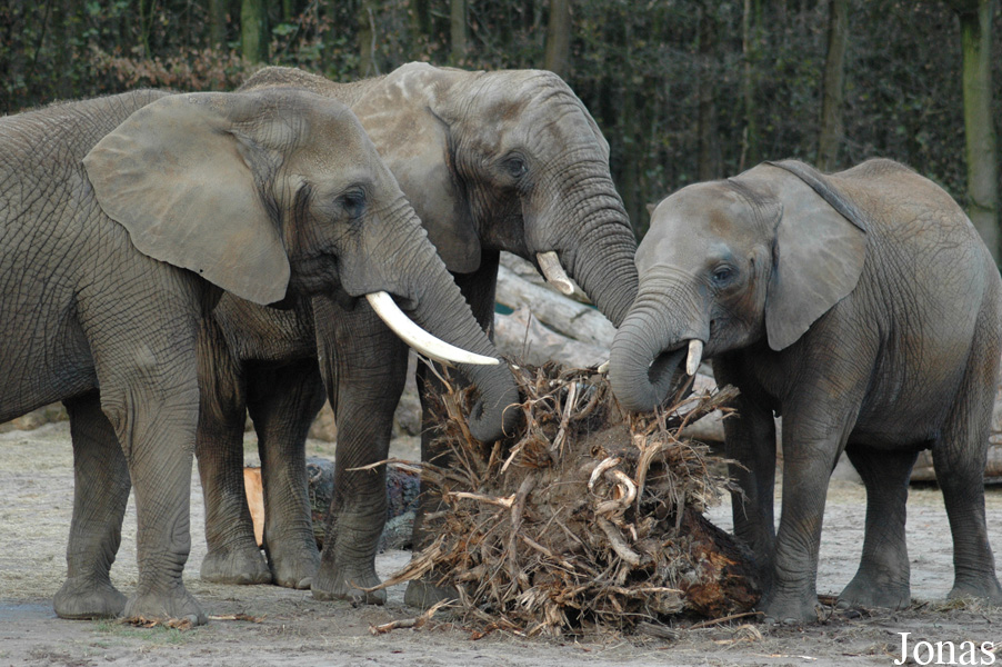 Loxodonta africana