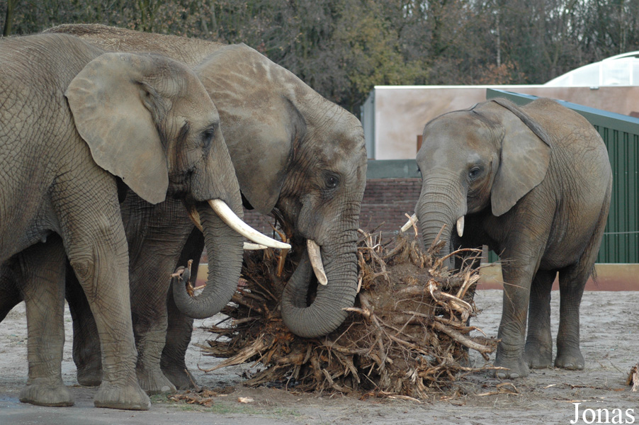 Loxodonta africana