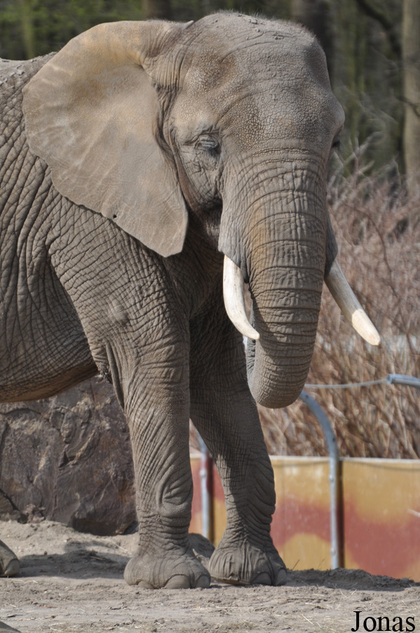 Loxodonta africana
