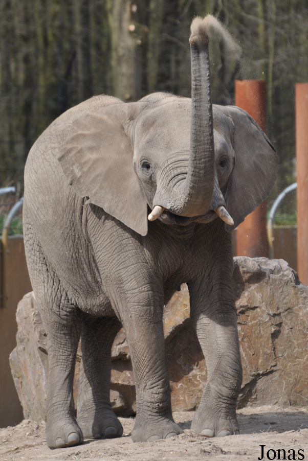 Loxodonta africana