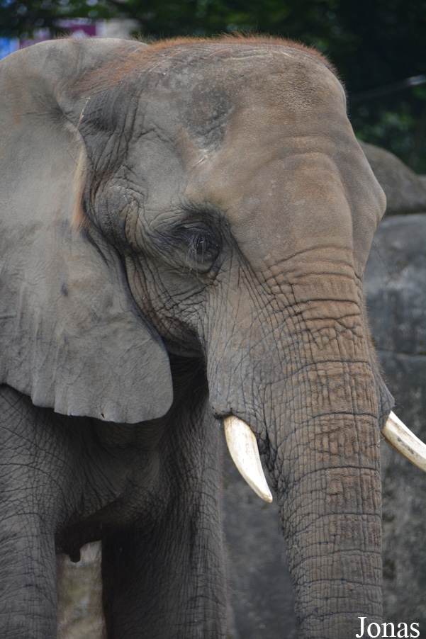 Loxodonta africana