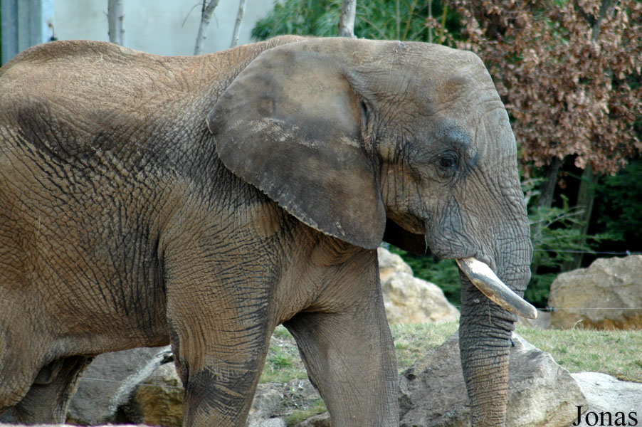 Loxodonta africana africana