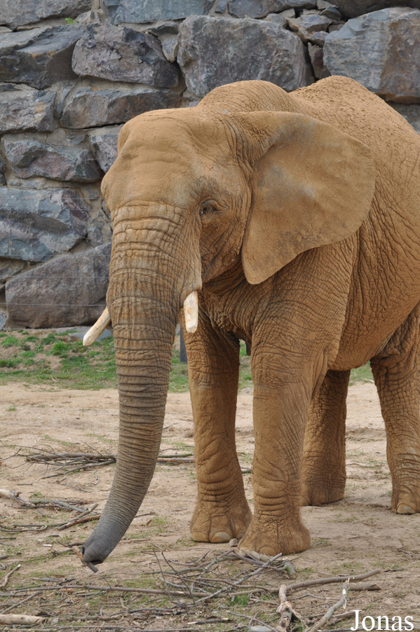 Loxodonta africana africana