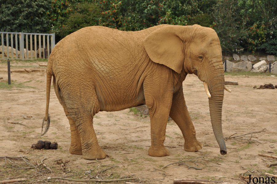 Loxodonta africana africana
