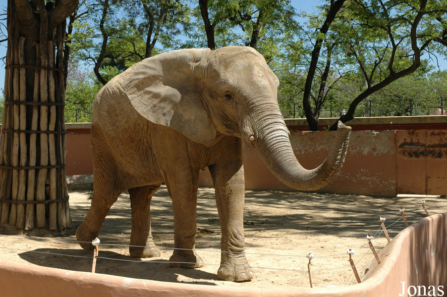 Loxodonta africana africana