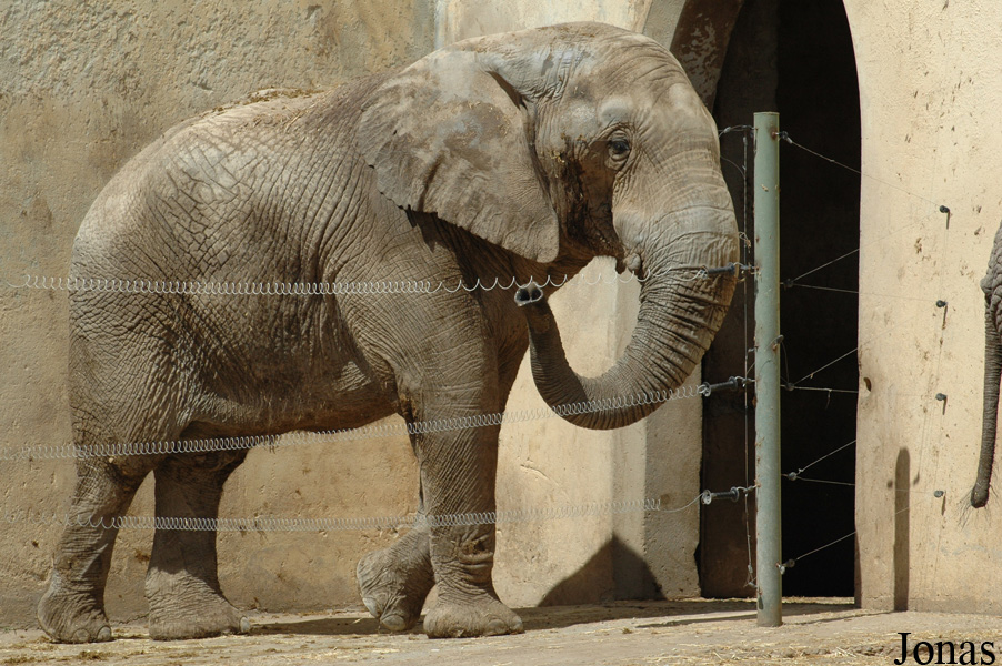 Loxodonta africana africana