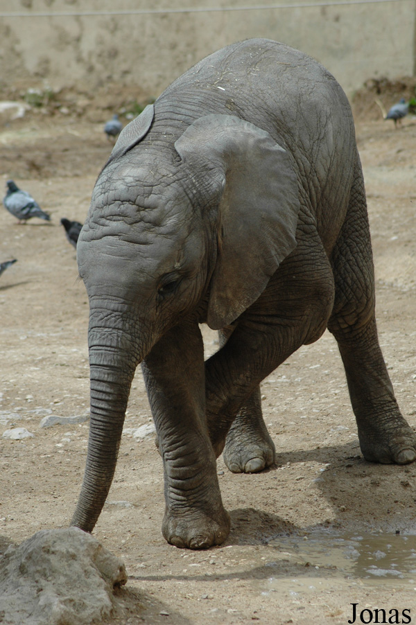 Loxodonta africana africana
