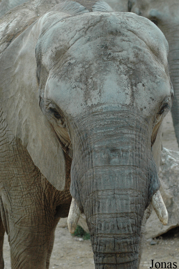 Loxodonta africana africana