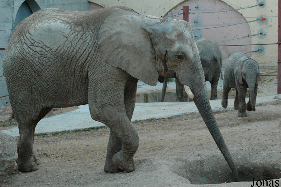 Loxodonta africana africana