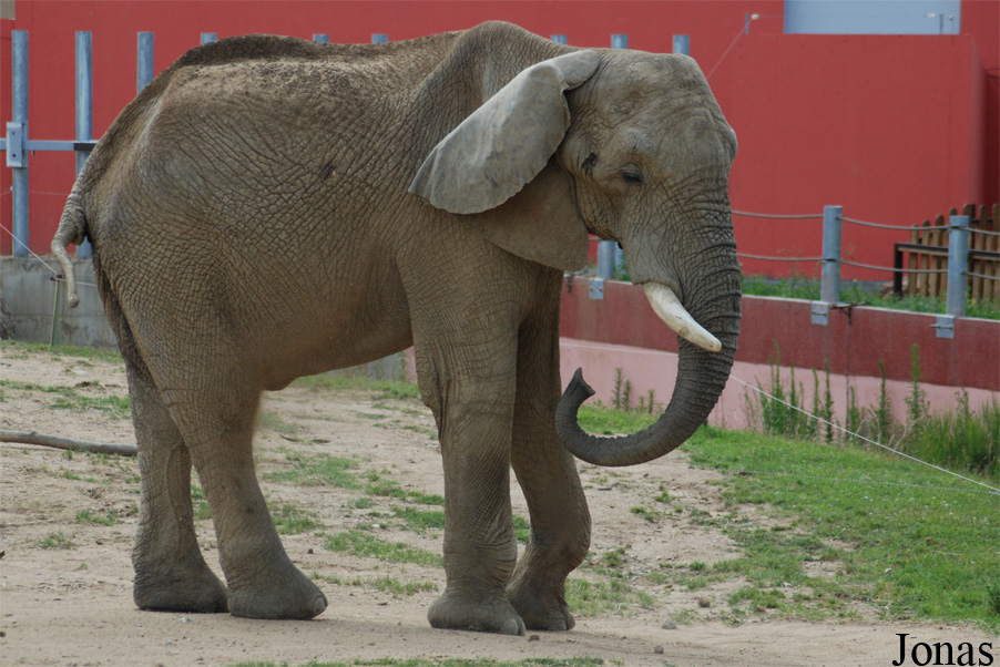 Loxodonta africana africana