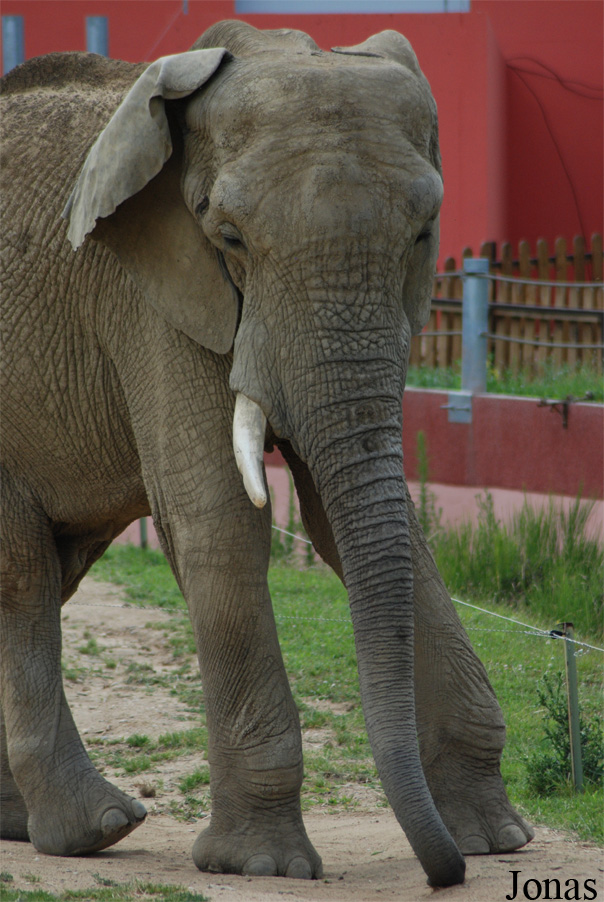 Loxodonta africana africana