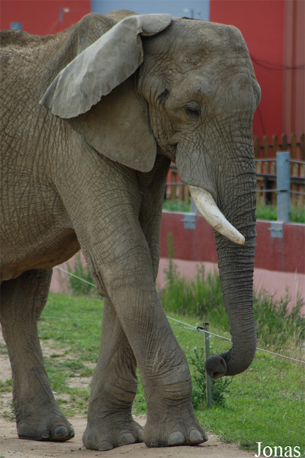Loxodonta africana africana
