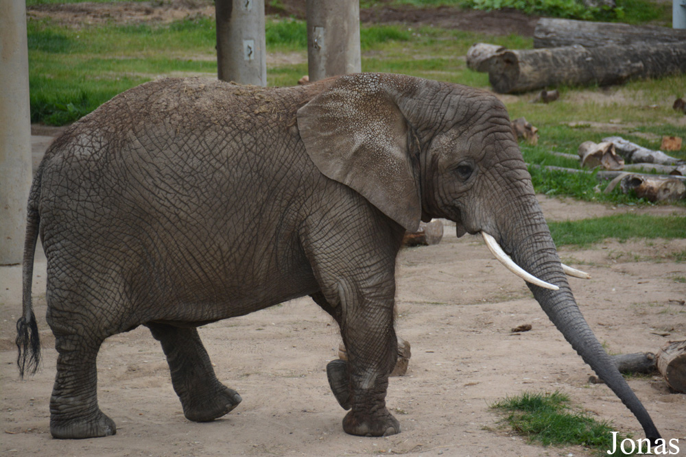 Loxodonta africana africana