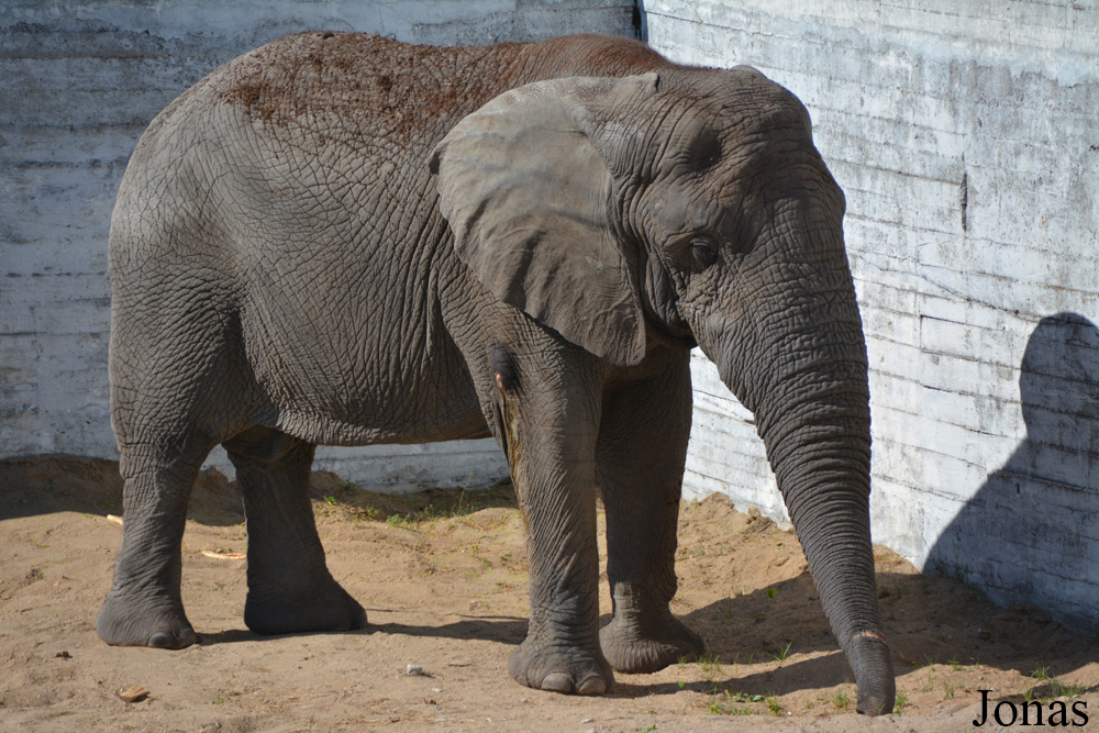 Loxodonta africana africana