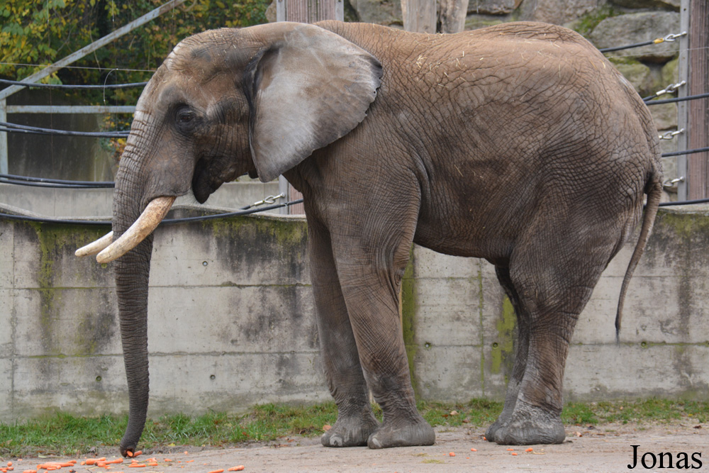 Loxodonta africana africana