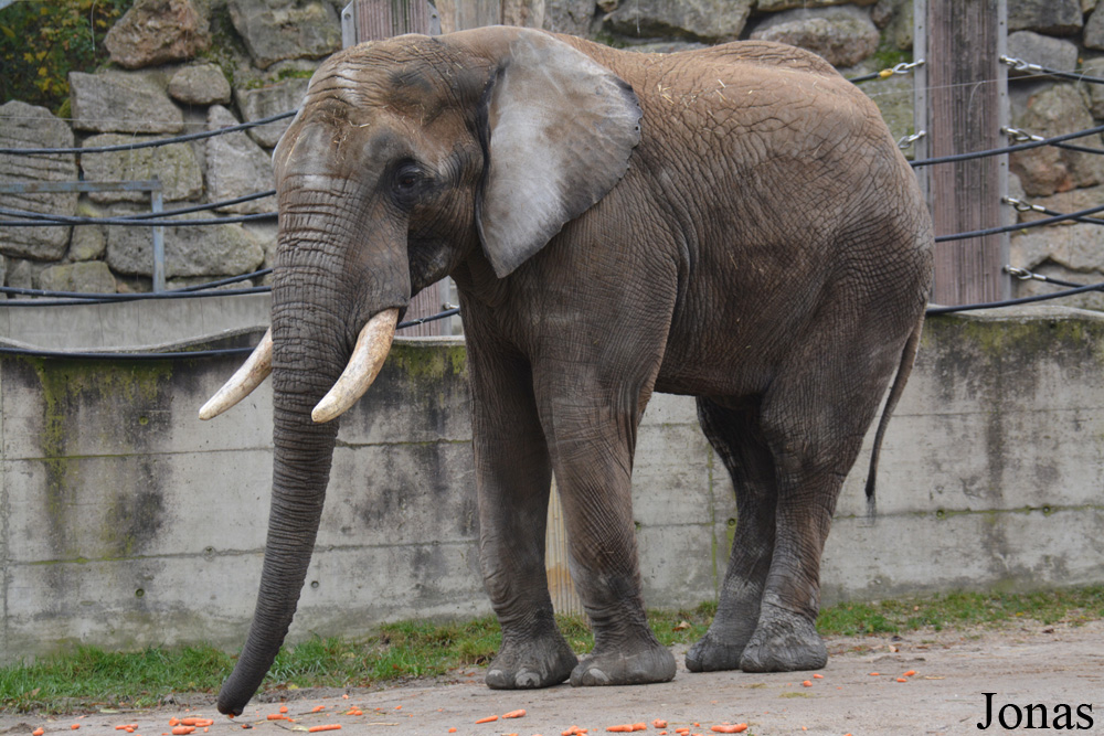 Loxodonta africana africana