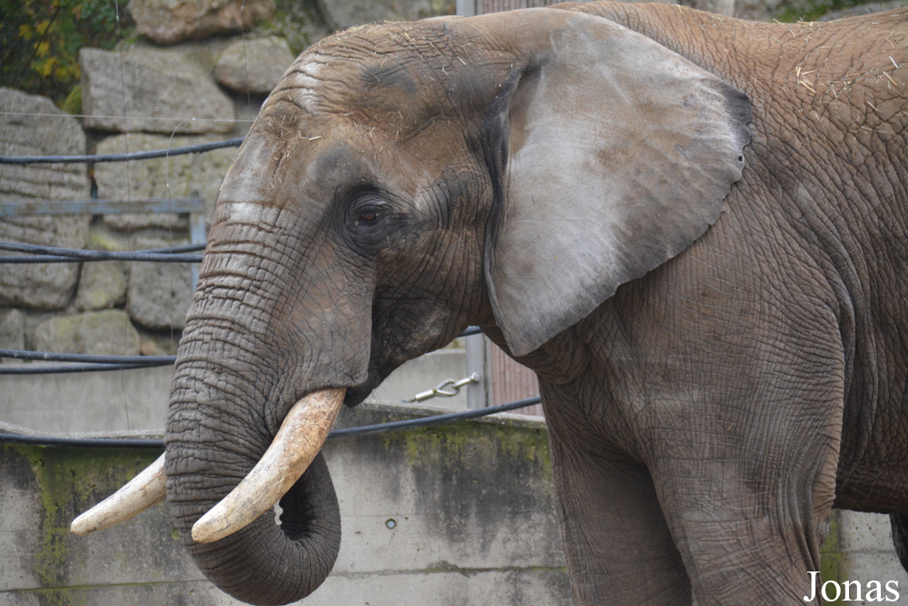 Loxodonta africana africana
