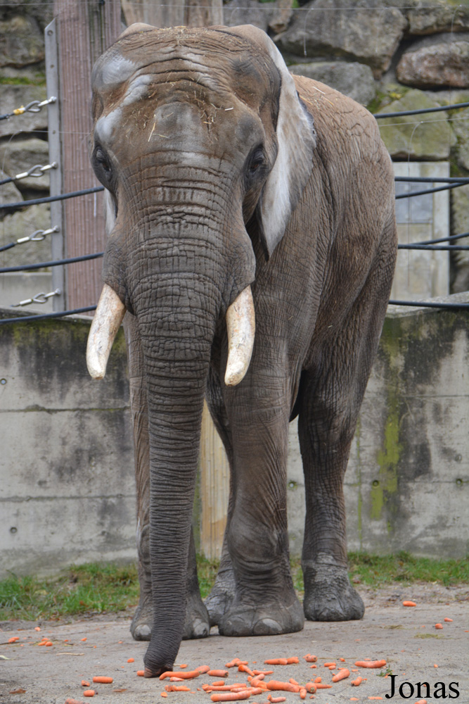 Loxodonta africana africana