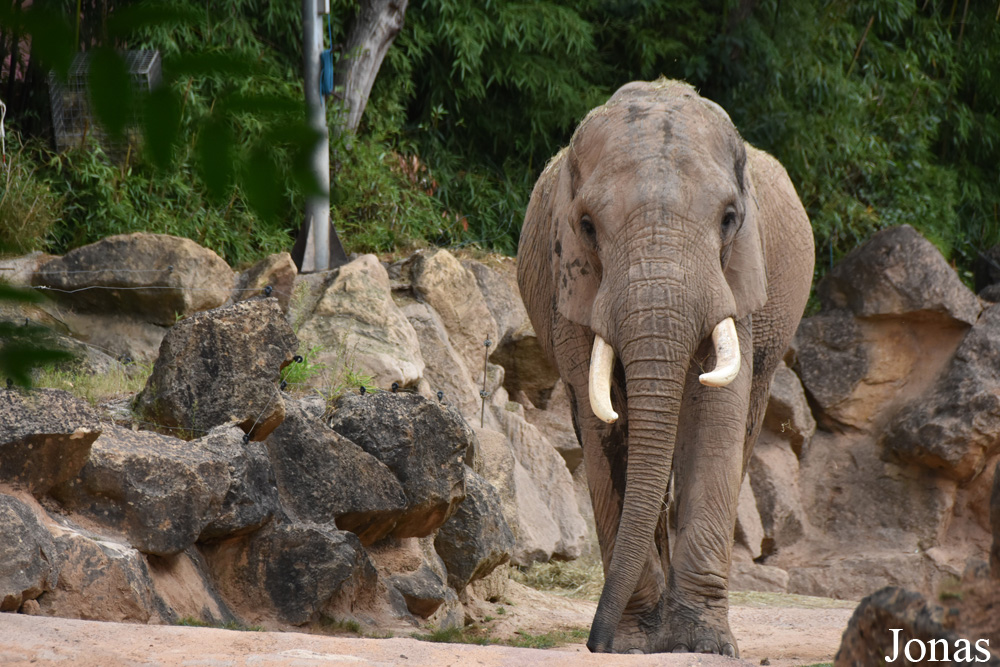 Loxodonta africana knochenhaueri