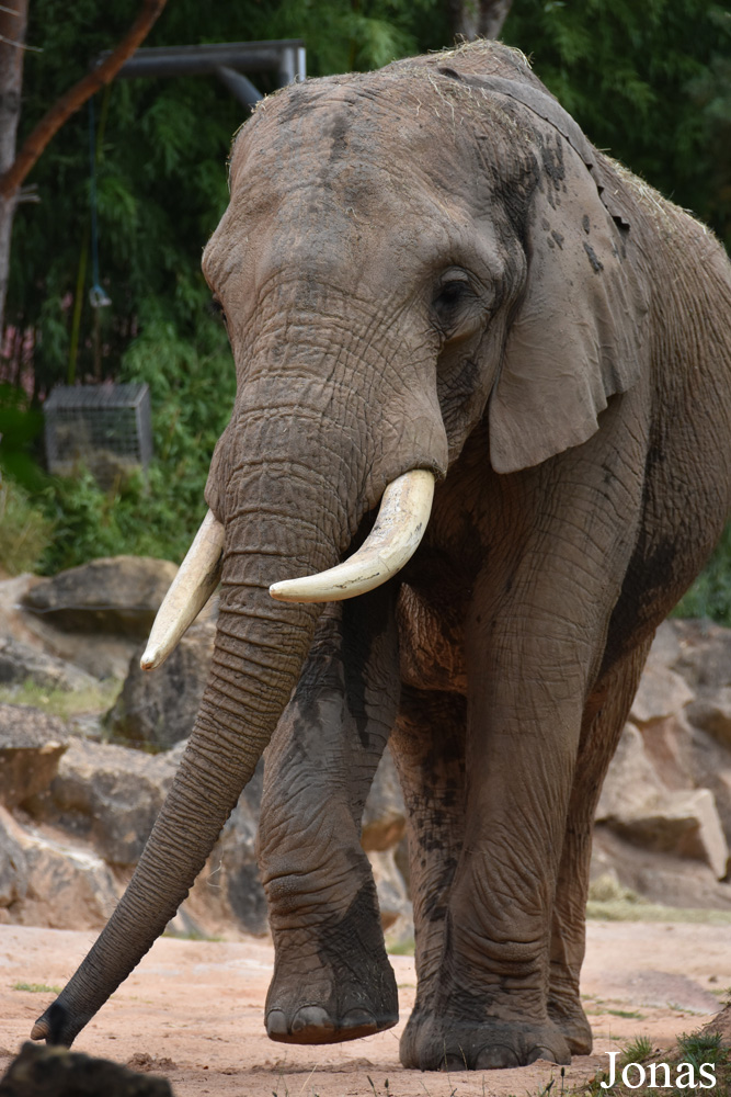 Loxodonta africana knochenhaueri