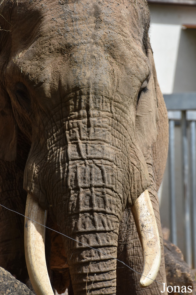 Loxodonta africana knochenhaueri