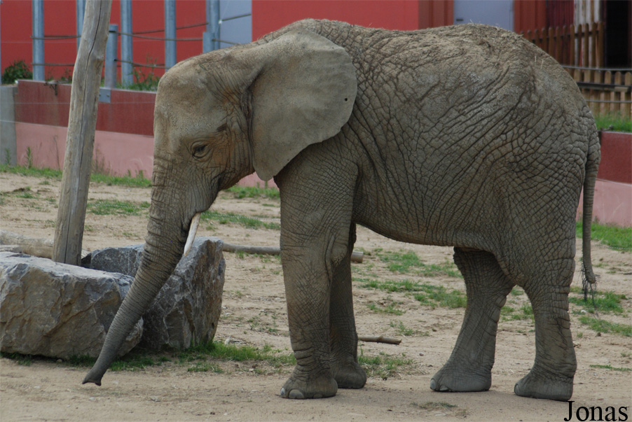 Loxodonta africana knochenhaueri