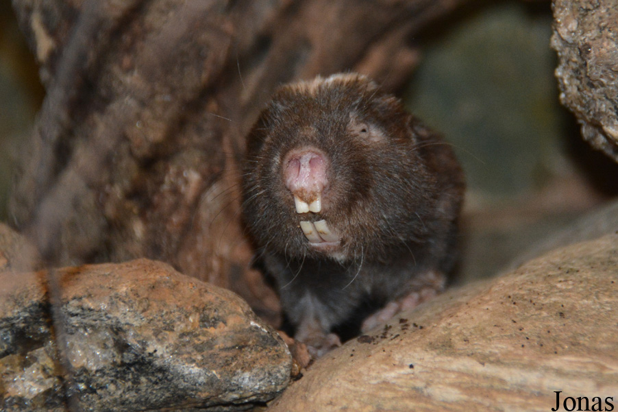 Cryptomys damarensis