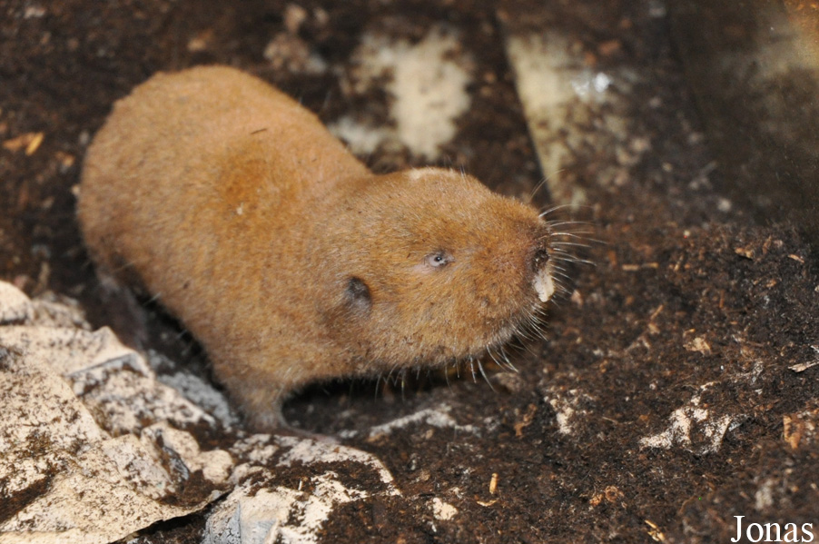Cryptomys darlingi