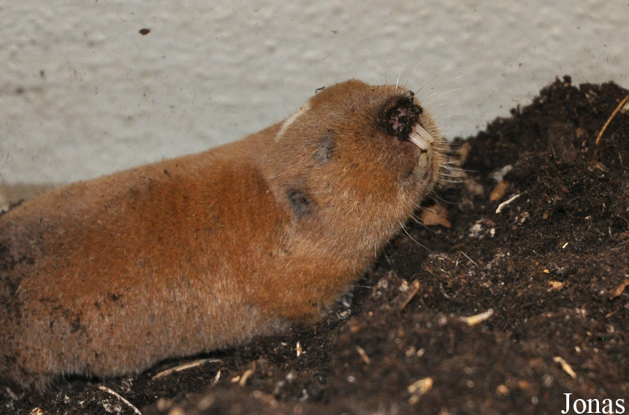 Cryptomys darlingi