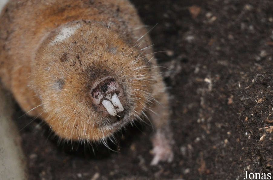 Cryptomys darlingi