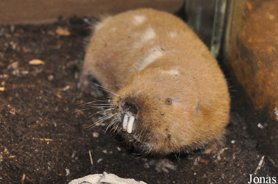 Cryptomys darlingi