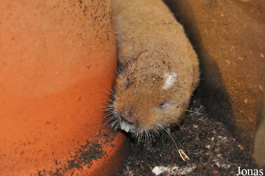 Cryptomys darlingi