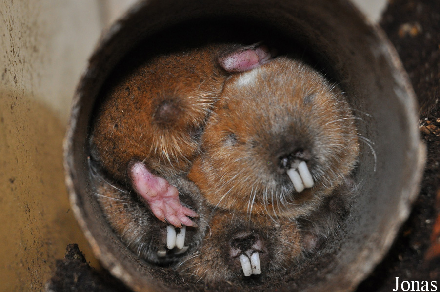 Cryptomys darlingi