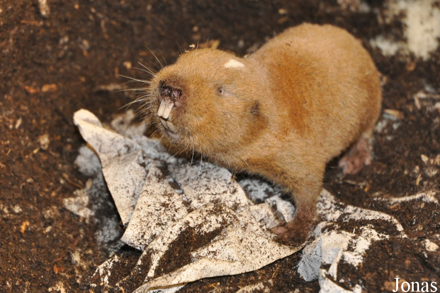 Cryptomys darlingi
